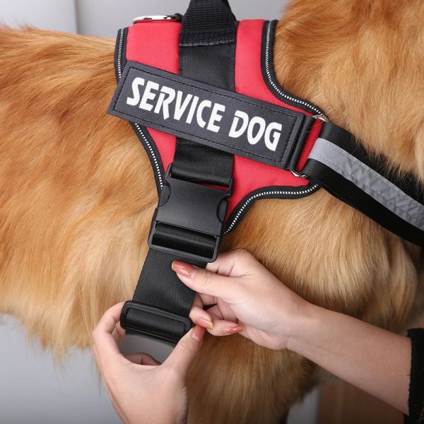 A service dog in a vest, indicating its official registration and training.