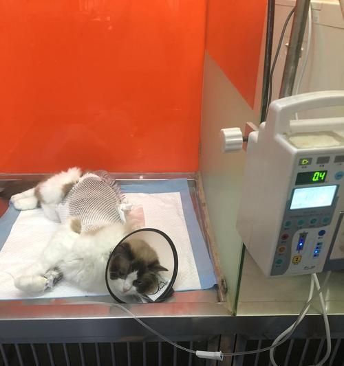 猫咪憋尿的原因与解决方法（宠物猫憋尿是什么情况，如何解决猫咪憋尿的问题？）
