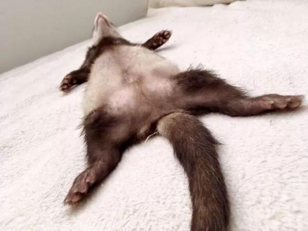 还说家里怎么多了只布偶猫