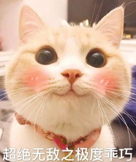 还说家里怎么多了只布偶猫