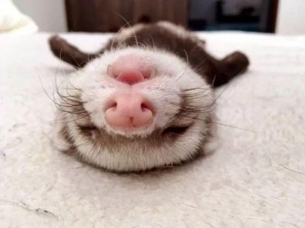 还说家里怎么多了只布偶猫
