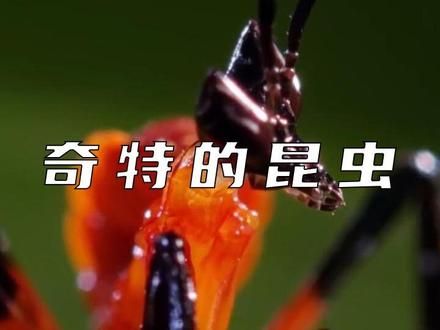 奇特的昆虫世界，兰花螳螂从一出生就面临同类相残和掠食者的威胁 #神奇动物在抖音 #奇趣自然 #观察昆虫 #微距镜头下的世界 #昆虫微观世界纪录片