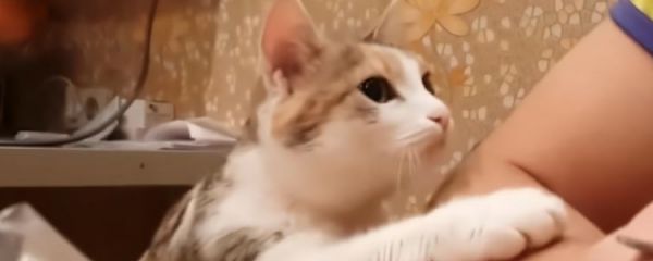 猫中毒了怎么快速抢救 还真有特效解毒药!