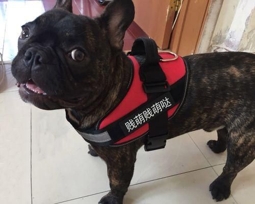 出游必备！如何携带宠物狗出门旅行（从准备到安全）