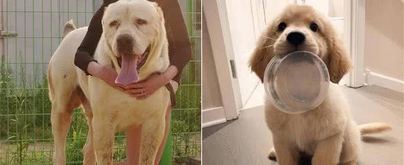 喜欢大型犬是有原因的:这5个理由,你属于哪种?