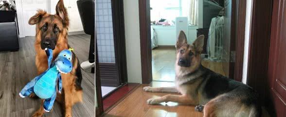 德国牧羊犬的优缺点,看完你还想养吗?