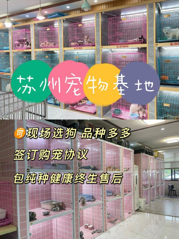 苏州大型宠物基地｜买猫买狗好去处。这家宠物店在姑苏区盘门景区附近 品种非常非常齐全！！ 市面上都有的宠物猫咪宠物狗狗 在这里基本都能找到！ 每天去看猫狗的都排着长队 一共两层，一楼狗狗区，二楼猫咪专区 品种超级多 总有一只小可爱是你的菜 新手也会有专员一对一给你推荐适合的品种 ❣️签订正规购宠协议 —对一拉群终生喂养售后服务 咱就是说 线下选宠物才真的放心！！ 视频挑选➕线下互动 一站式的购宠服务 宝子们放心冲啦 #新手适合养什么狗 #苏州买狗 #苏州宠物店 #苏州买猫 #苏州猫舍