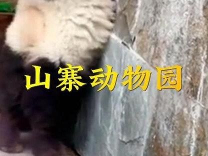 逛个动物园都能看到山寨。一个比一个离谱。 #动物园里有什么 #熊猫犬 #动物园 #热点 #假期游玩