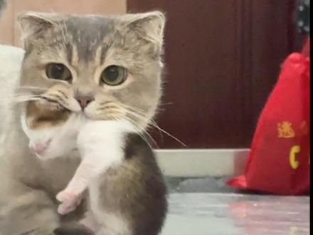 出门给我叼了个孩子回来#猫咪 #笨蛋小猫 #猫咪 #记录猫咪日常