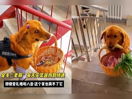 金毛老蒯每天买菜遛狗取快递，即便爱扎堆听八卦这个家也离不了它 #萌宠出道计划 #动物的迷惑行为 #金毛 #铲屎官的乐趣 #狗狗的心思都写在脸上了