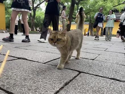 西园寺的猫咪很有猫德，这个门口的大金渐层太可爱了，#西园寺的猫 #西园寺#流浪猫领养 #关爱流浪猫 #苏州旅游攻略