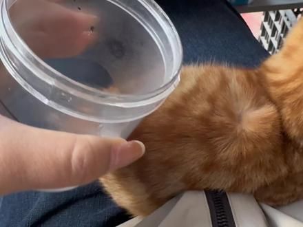 最小的人工湖#橘猫 #记录猫咪日常 #被迫营业的猫猫