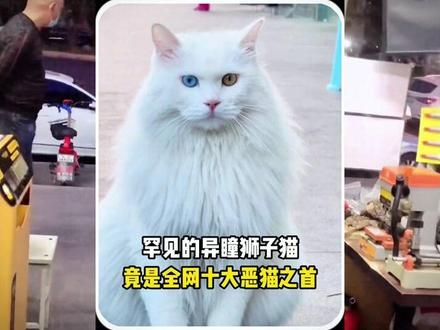 只因喜欢打人和打狗，长相可爱的异瞳狮子猫竟成了全网十大恶猫之首#猫咪的迷惑行为 #猫咪 #萌宠出道计划