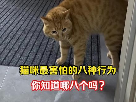 猫咪最害怕的8种行为，你知道哪8个吗？#新手养猫 #养猫经验分享 ##养宠进阶指南 #养猫人 #养猫新手