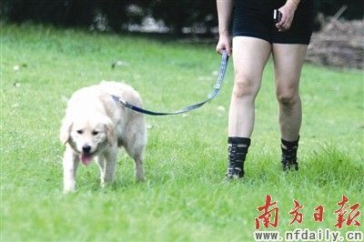 囧!宠物狗绿道随地便溺