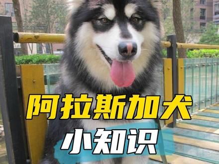 阿拉斯加犬冷知识 #阿拉斯加 #不养狗不知道养狗的乐趣 #狗狗 #狗狗冷知识