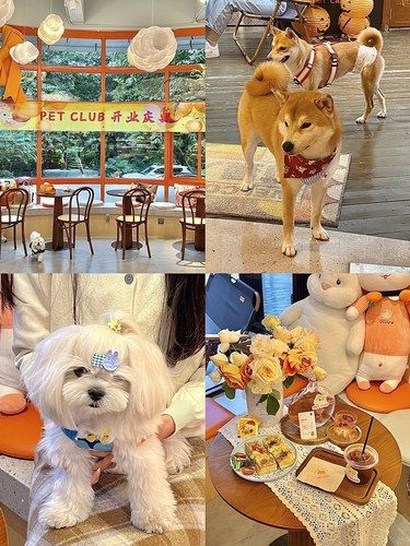 东莞的！！好多可爱修勾啊！！（超大声[流泪]）
