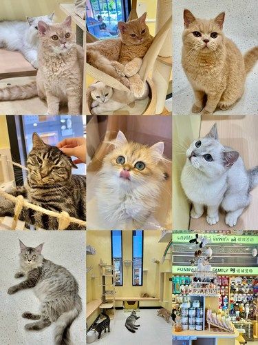 记住东莞这个地方！新开的贼多猫咪超治愈