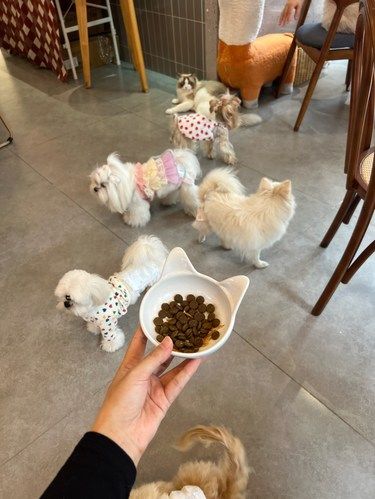 我看谁还没来过这家宠物咖啡店｜简直萌化了~