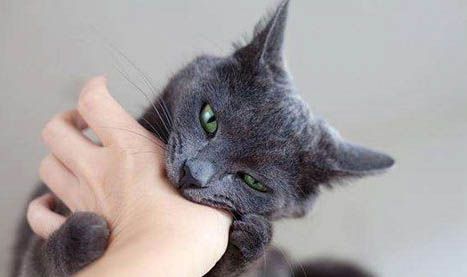 猫从七楼跳下会摔死吗