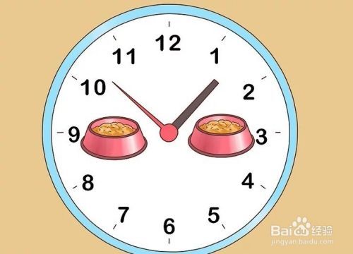 怎样才能增加狗狗的食欲？