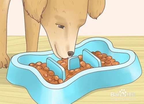 怎样才能增加狗狗的食欲？
