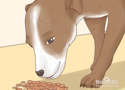怎样才能增加狗狗的食欲？
