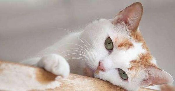 揭秘猫咪食欲大增定律（从宠物角度探究食欲变化的原因和应对方法）