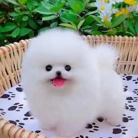 全国香港发货球形俊介博美幼犬长不大小体型茶杯犬活体袖珍宠物狗