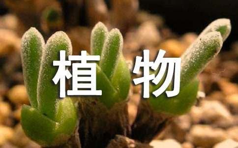 描写植物外形的作文（通用76篇）