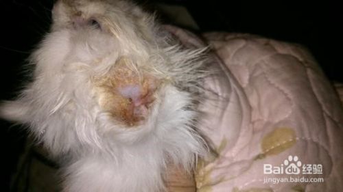 如何预防猫咪皮肤病？