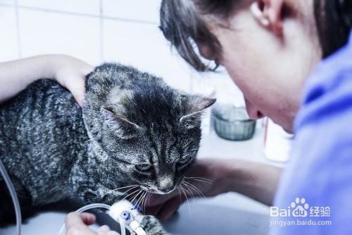 如何预防猫咪皮肤病？