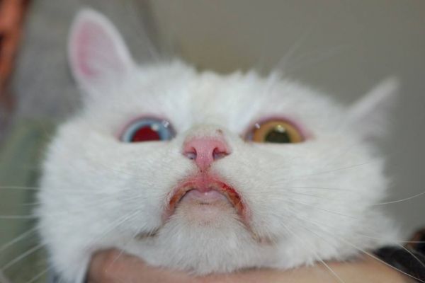 timg (1).jpg