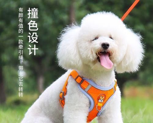 从猫咪四个月体重对照表看宠物健康（四个月体重变化）