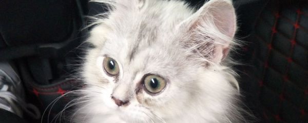 猫皮肤病一直掉毛怎么办 这就是猫藓导致掉毛的
