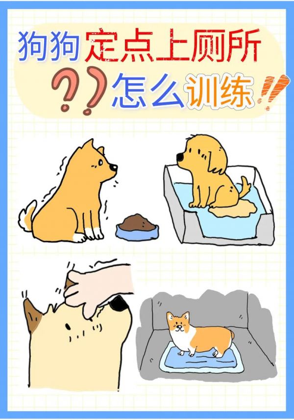 如何训练狗狗大小便,如何训练狗狗大小便方法
