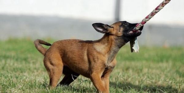 如何训练宠物在定点大小便（以马犬为例，15个实用技巧帮你解决大小便问题）