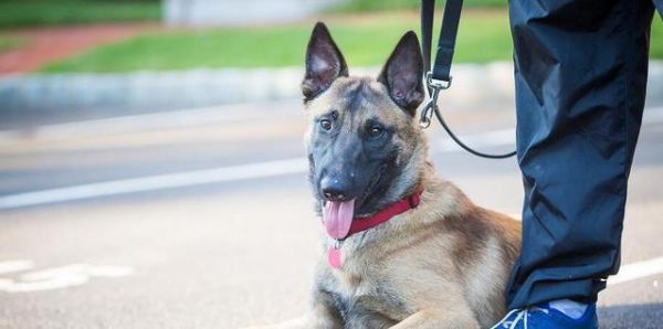 如何训练宠物在定点大小便（以马犬为例，15个实用技巧帮你解决大小便问题）