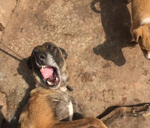 如何训练宠物在定点大小便（以马犬为例，15个实用技巧帮你解决大小便问题）
