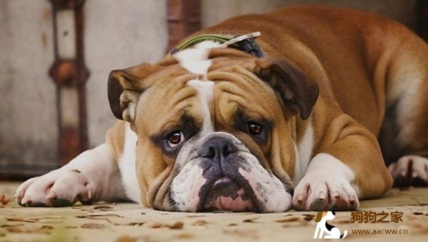 悲伤的斗牛犬