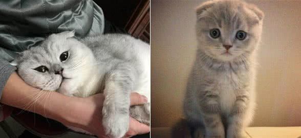 折耳猫为何一度被终止繁殖,带你走近悲哀与美貌共存的背后秘密