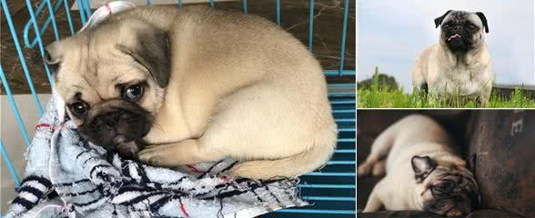 兽医提醒:如果不定期给巴哥犬挤肛门腺,后果很严重