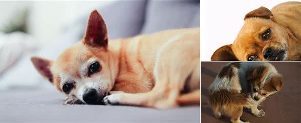 8种狗狗不舒服的行为,你读懂它了吗?