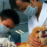 狗狗一直“舔爪子”,可能病的不轻