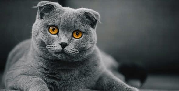 折耳猫和竖耳猫的后代没问题?只要猫咪有折耳,就会有基因问题