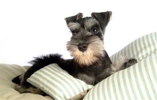 好养的三种小型犬 非常适合有小孩的家庭饲养