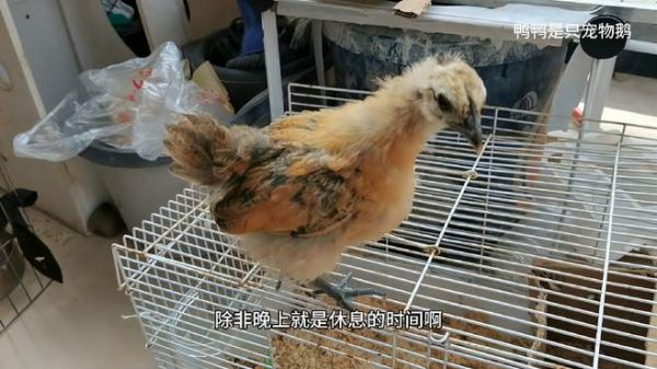 路由器孵化出的小鸡日常记录