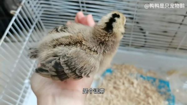 路由器孵出的小鸡宝宝日常记录