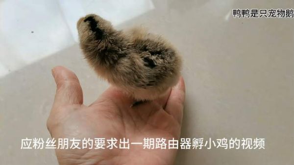 路由器孵化小鸡全过程