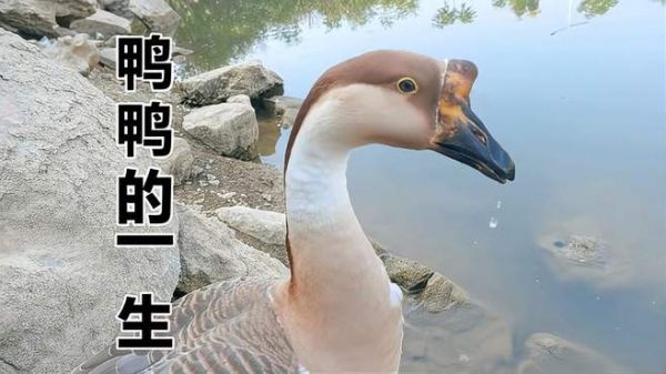 这期视频记录了鸭鸭的一生，最后一次发鸭鸭的视频，感谢一路相伴